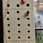 Un’ape solitaria visita un bee hotel installato in città - Foto p.g.c. progetto UrbanBEE